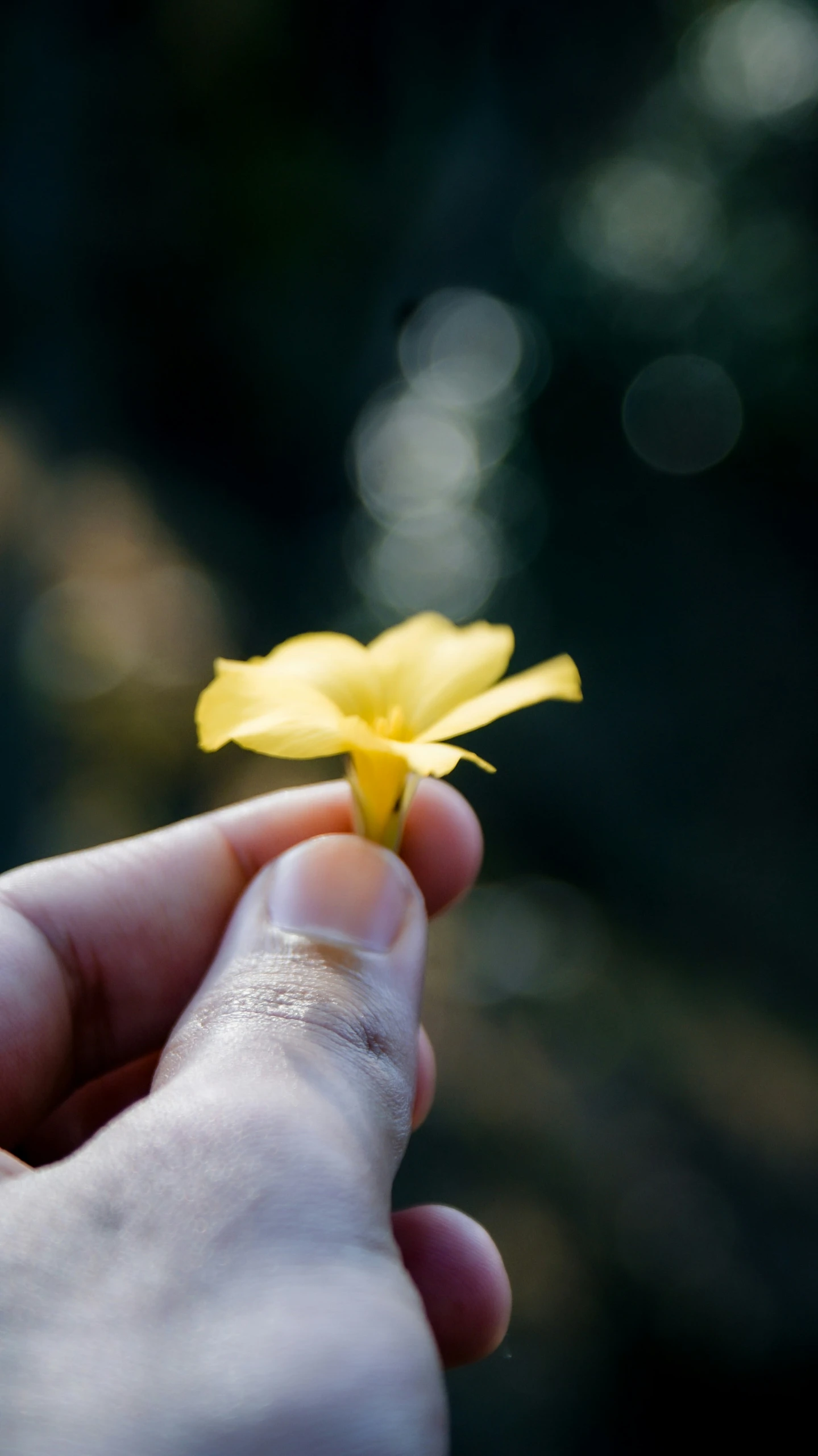 a yellow flower being held by someone