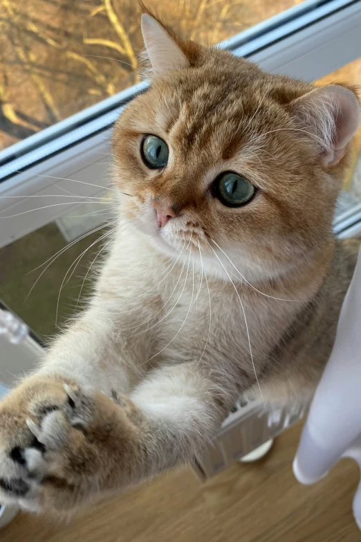 a cat is sitting on top of the window seal