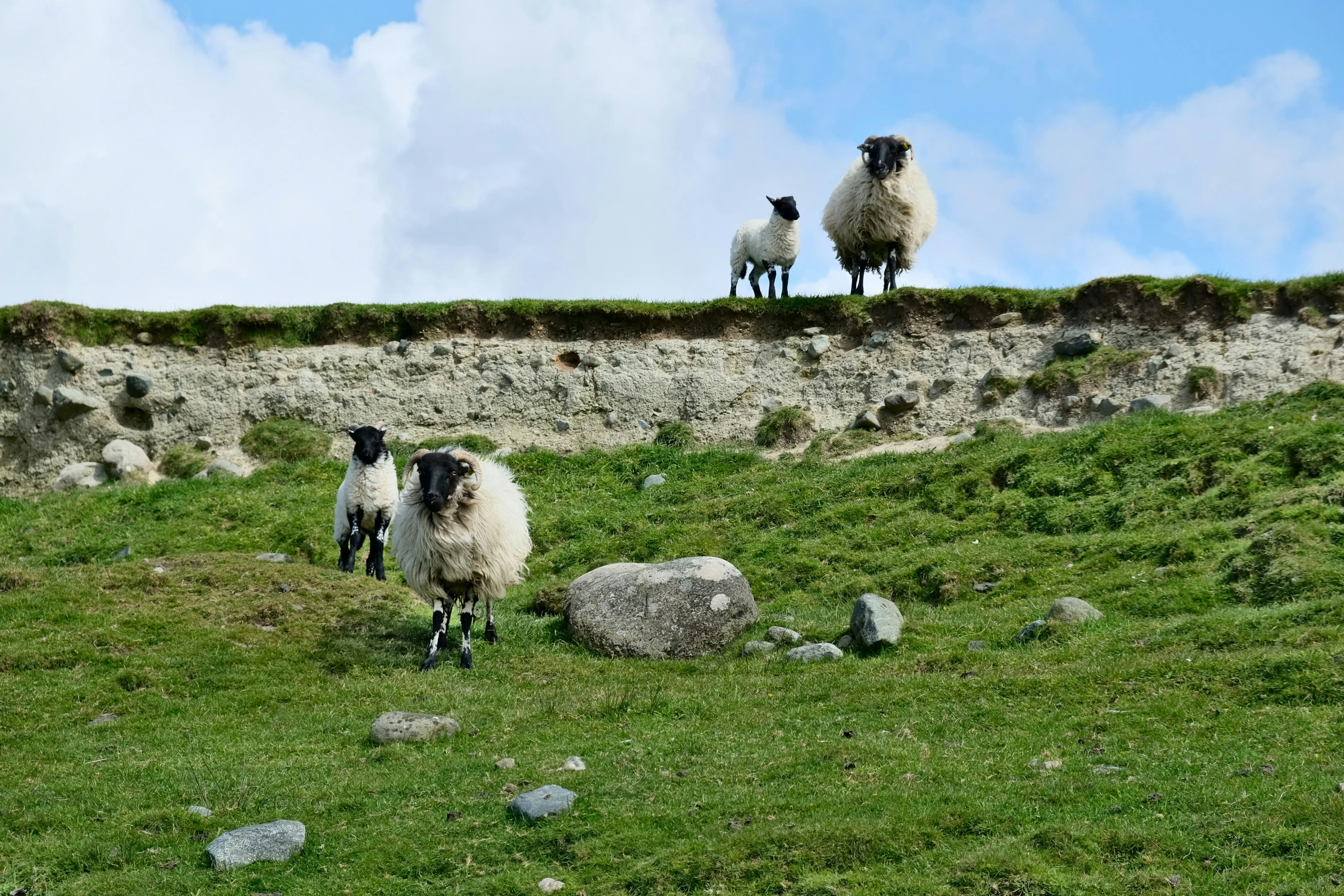 two sheep are on a hill with rocks