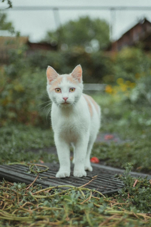 a white cat stands on a grate in a field