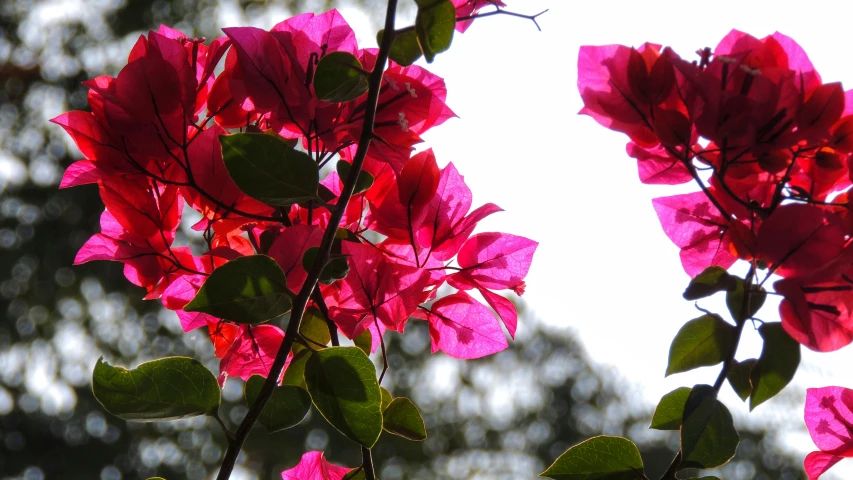 some pink flowers in front of the leaves