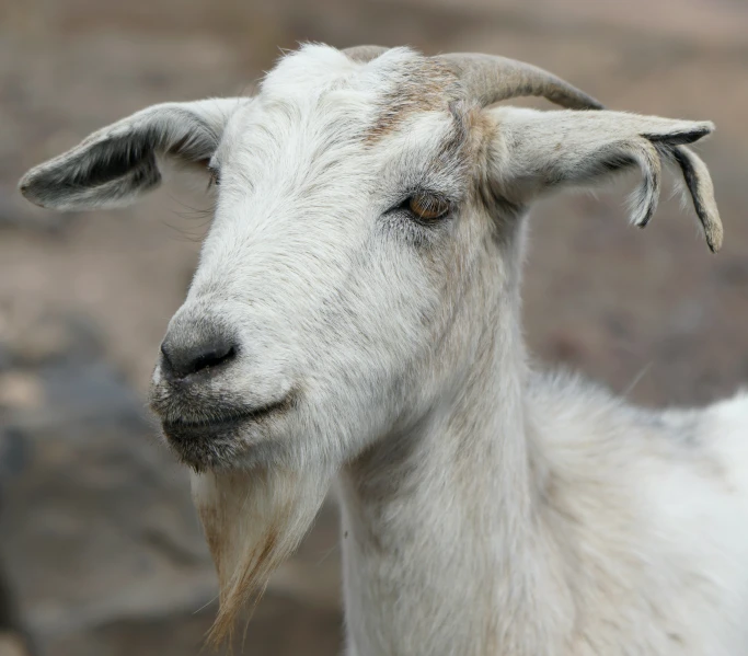 a goat looking into the camera with his nose up