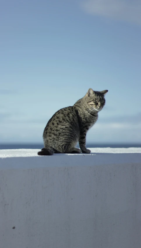 a large cat sitting on top of a cement slab