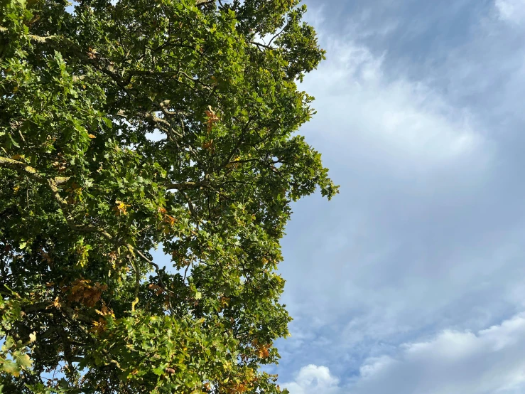 a large tree on a cloudy day near trees