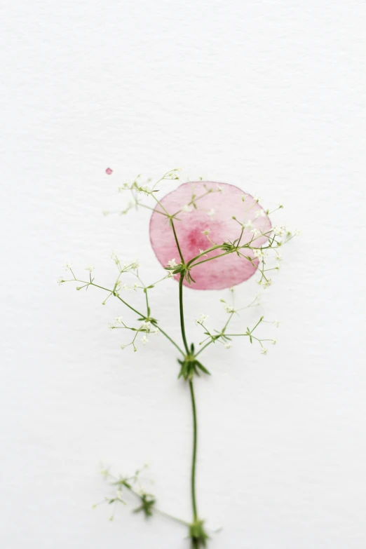 a white wall with a plant that has flowers