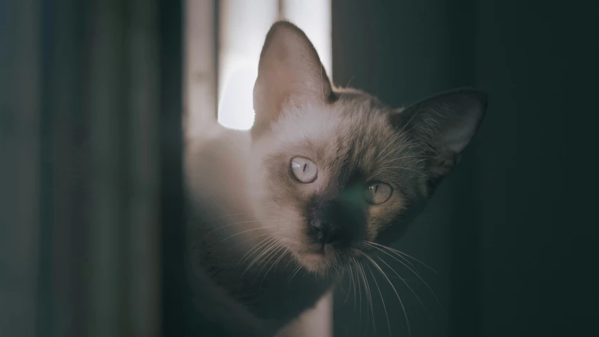 a cat stares at soing through a glass window