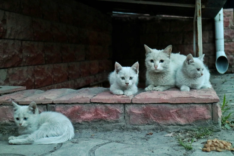 four cats sit on the ledge of a building