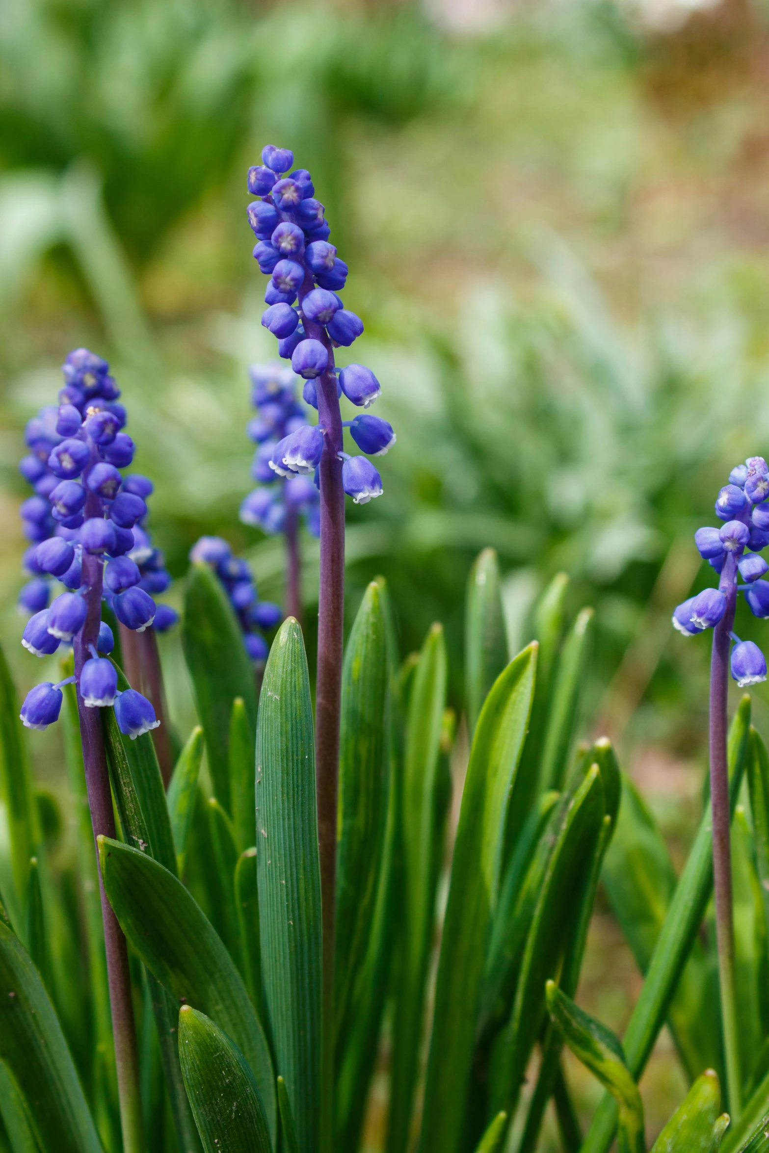 some very pretty flowers by the bushes