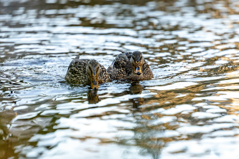 a couple of ducks floating on top of a pond