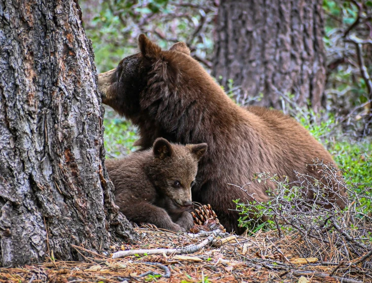 a big brown bear standing next to a baby bear in a forest