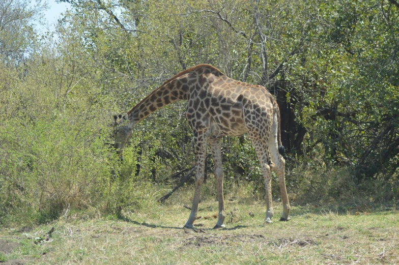 the giraffe is eating from the tall green trees