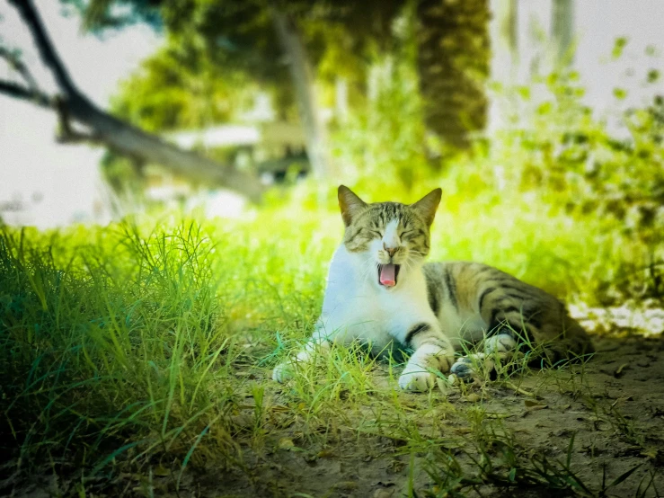 a cat sitting in a grassy field with his tongue out