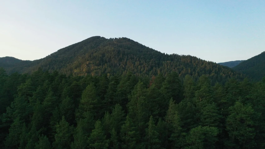 the trees are green and brown with some sky in the background