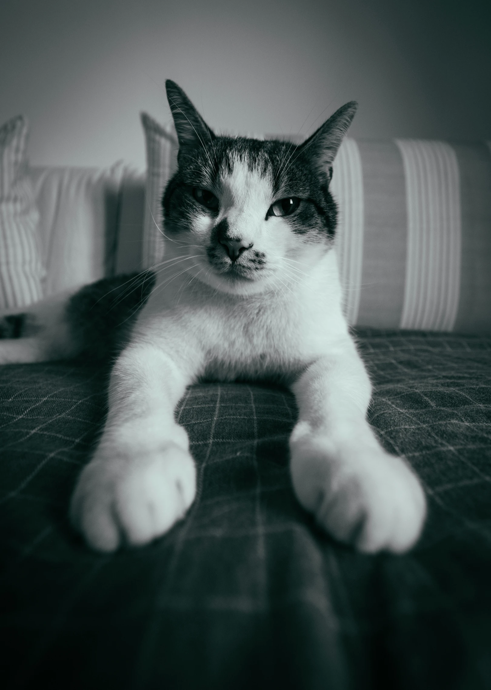 black and white po of cat on bed with pillows in background
