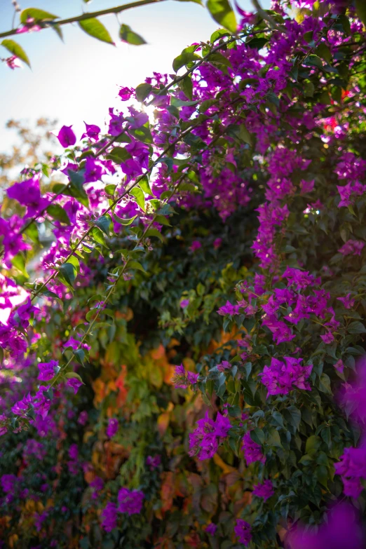 a bush filled with lots of purple flowers next to green leaves