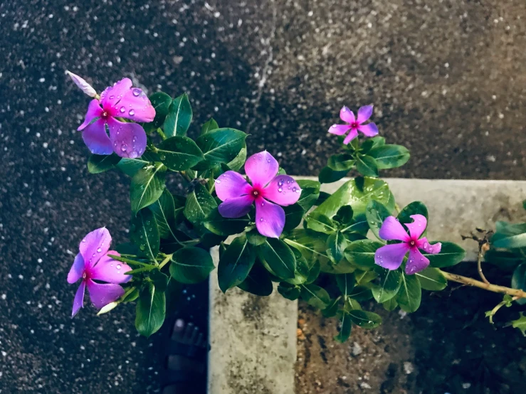 small purple flowers in a gray container