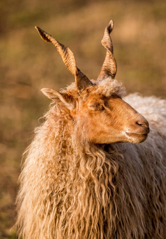 a brown and white goat with long horns standing on top of a grass covered field