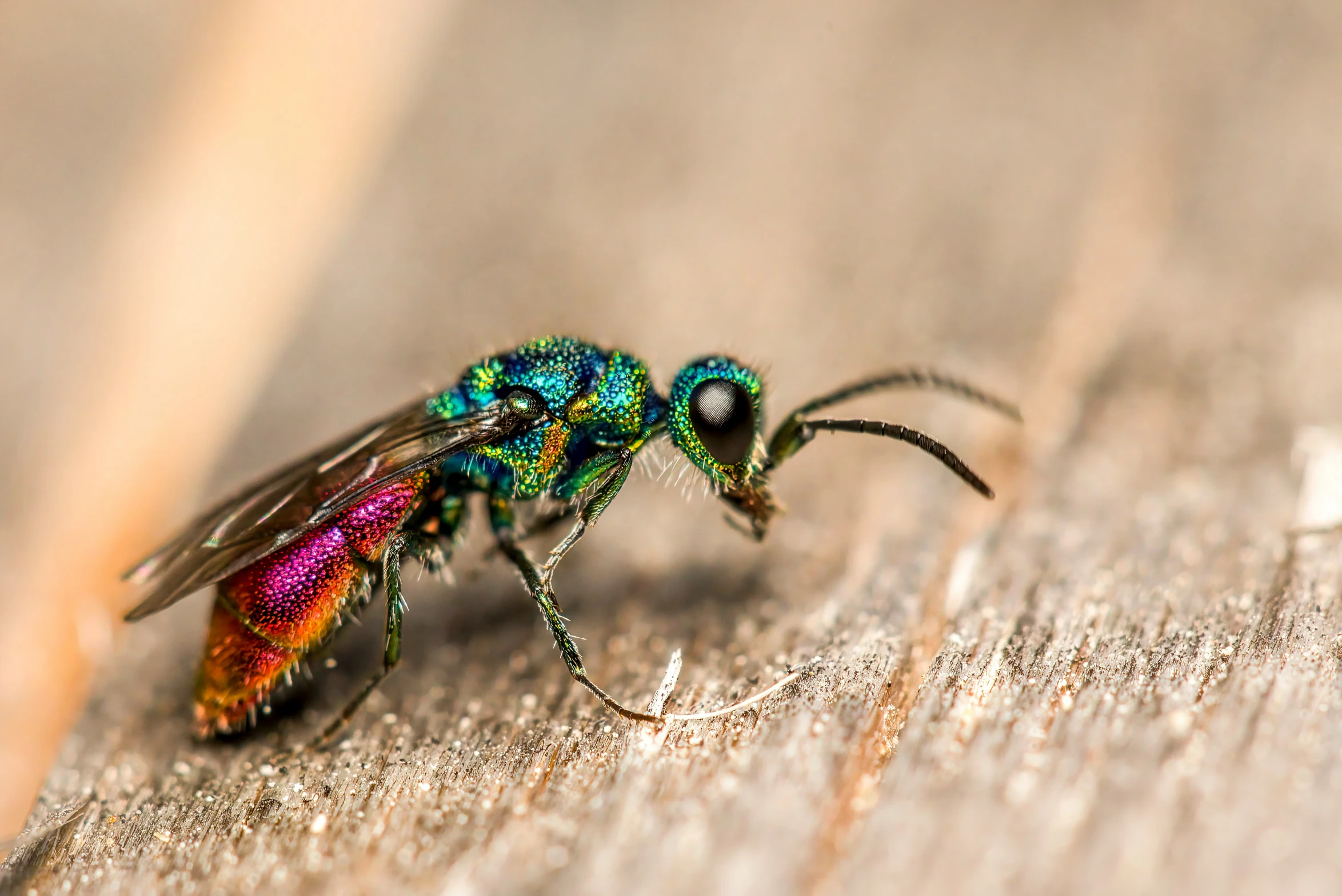 close up image of insect on wood plank