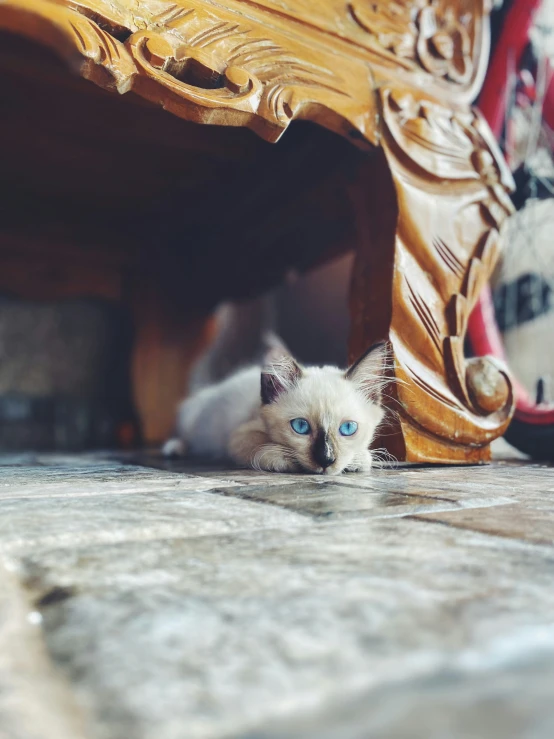 a cat is hiding under a chair that has been knocked down