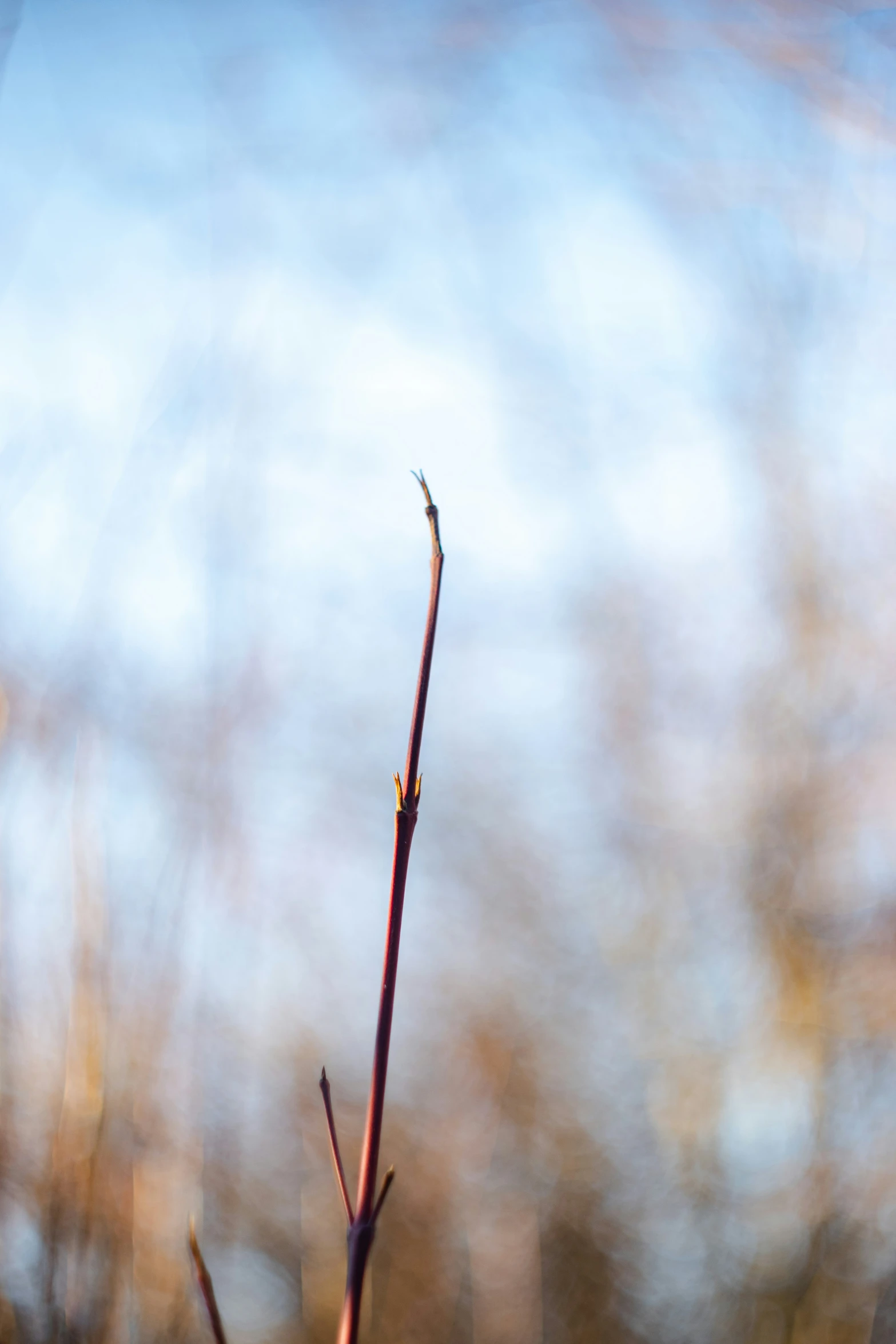 a plant with no leaves, not yet blossoming