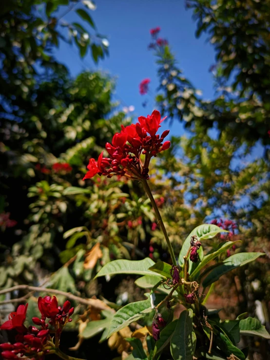 red flowers growing in a forest on a sunny day