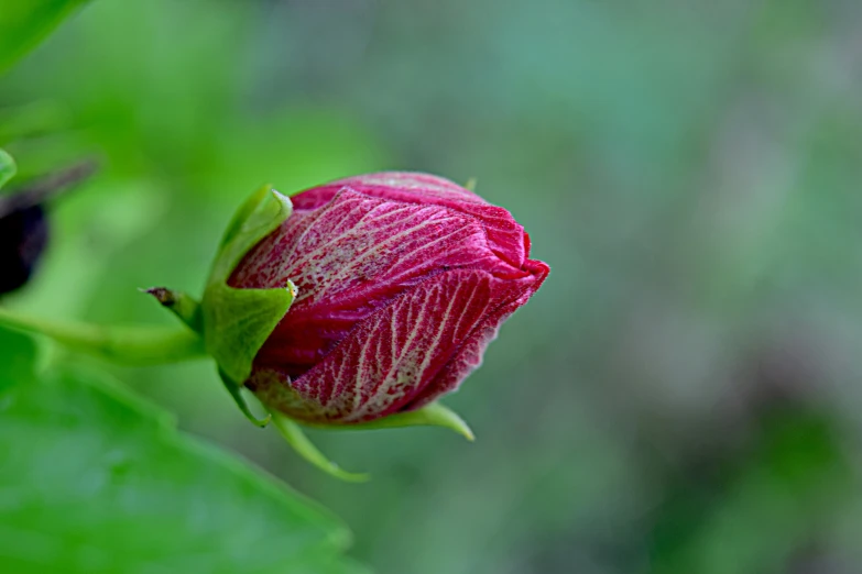 red rose budding close to green leaves