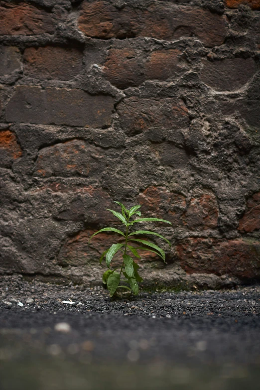 an image of a plant growing from the ground