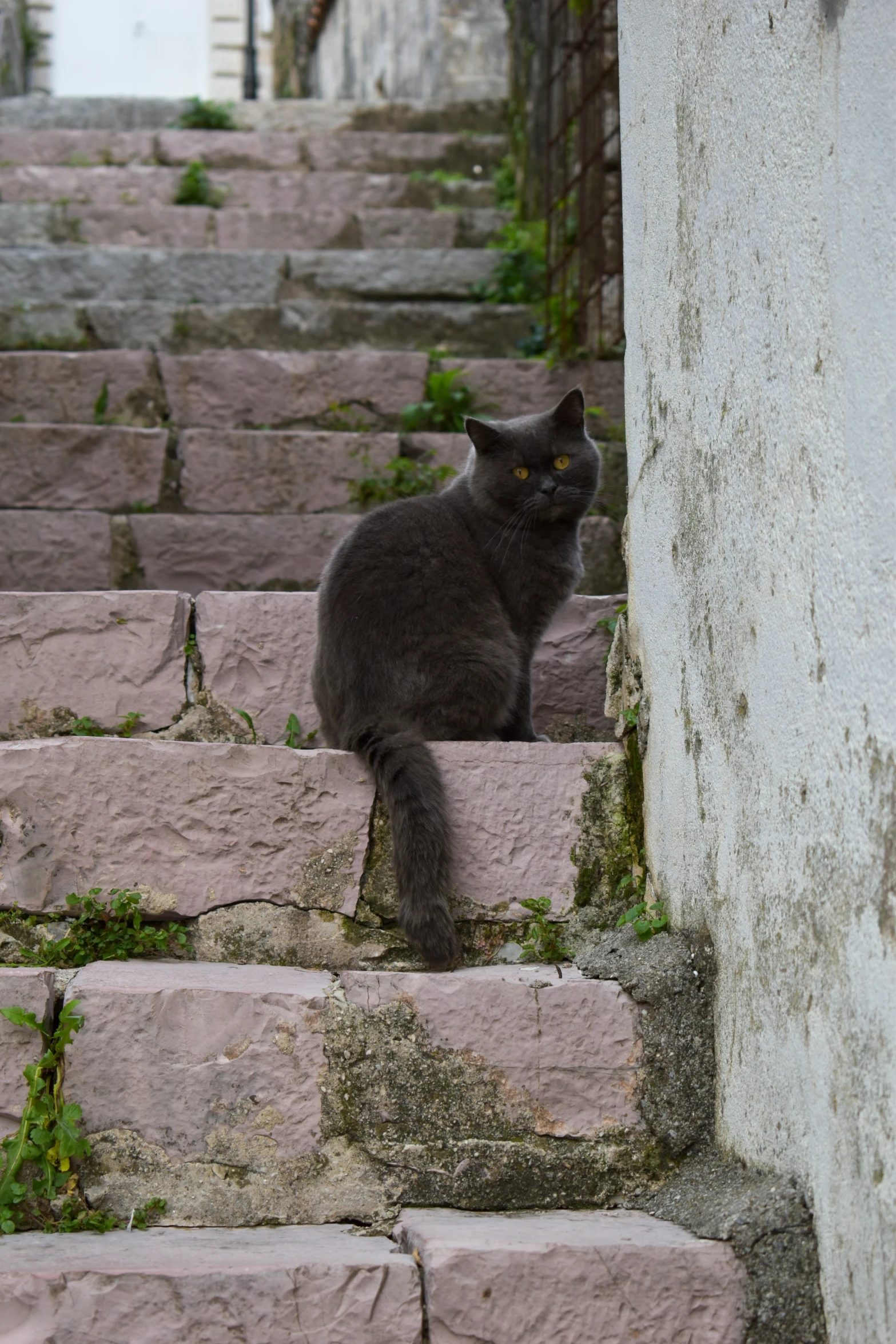 a gray cat standing on the side of a set of stone steps