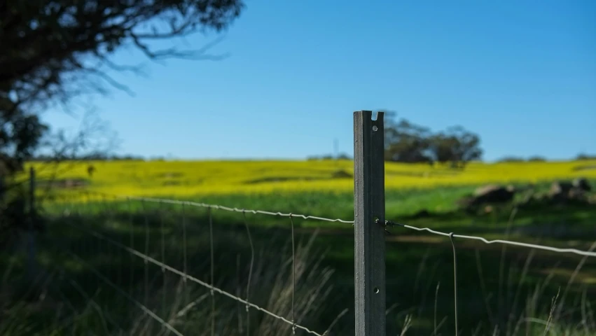 a fence in front of a field with yellow flowers