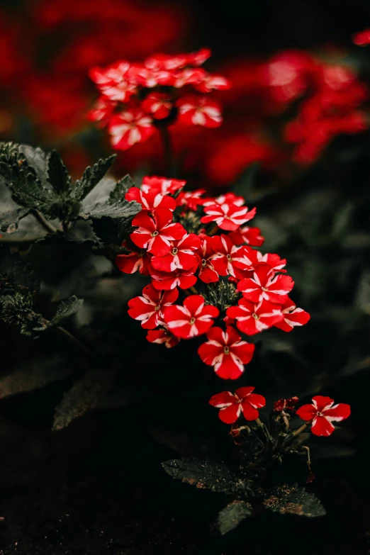 a red flower is sitting in the dark