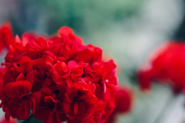 a bunch of red flowers that are out in the daytime