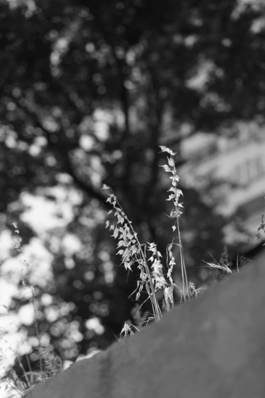 black and white pograph of wildflowers in the back ground