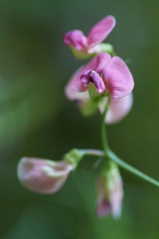 a couple of pink flowers that are in the grass