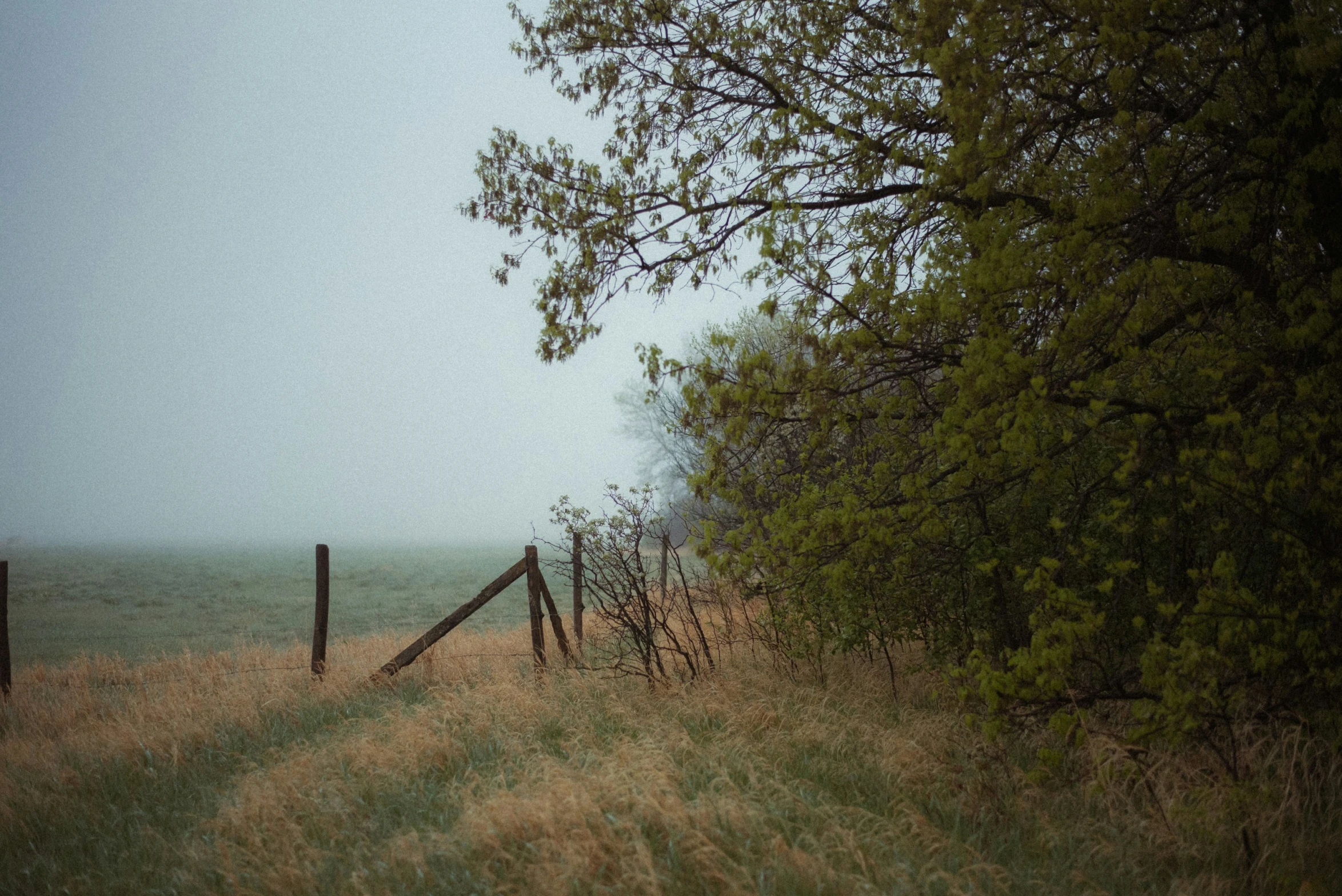 a lonely fence is situated in the tall grass