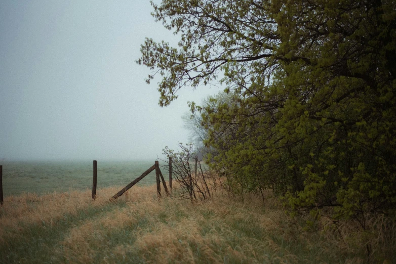 a lonely fence is situated in the tall grass