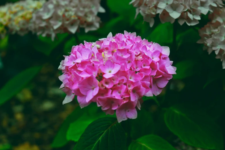 pink flowers blooming in the wild near many green leaves