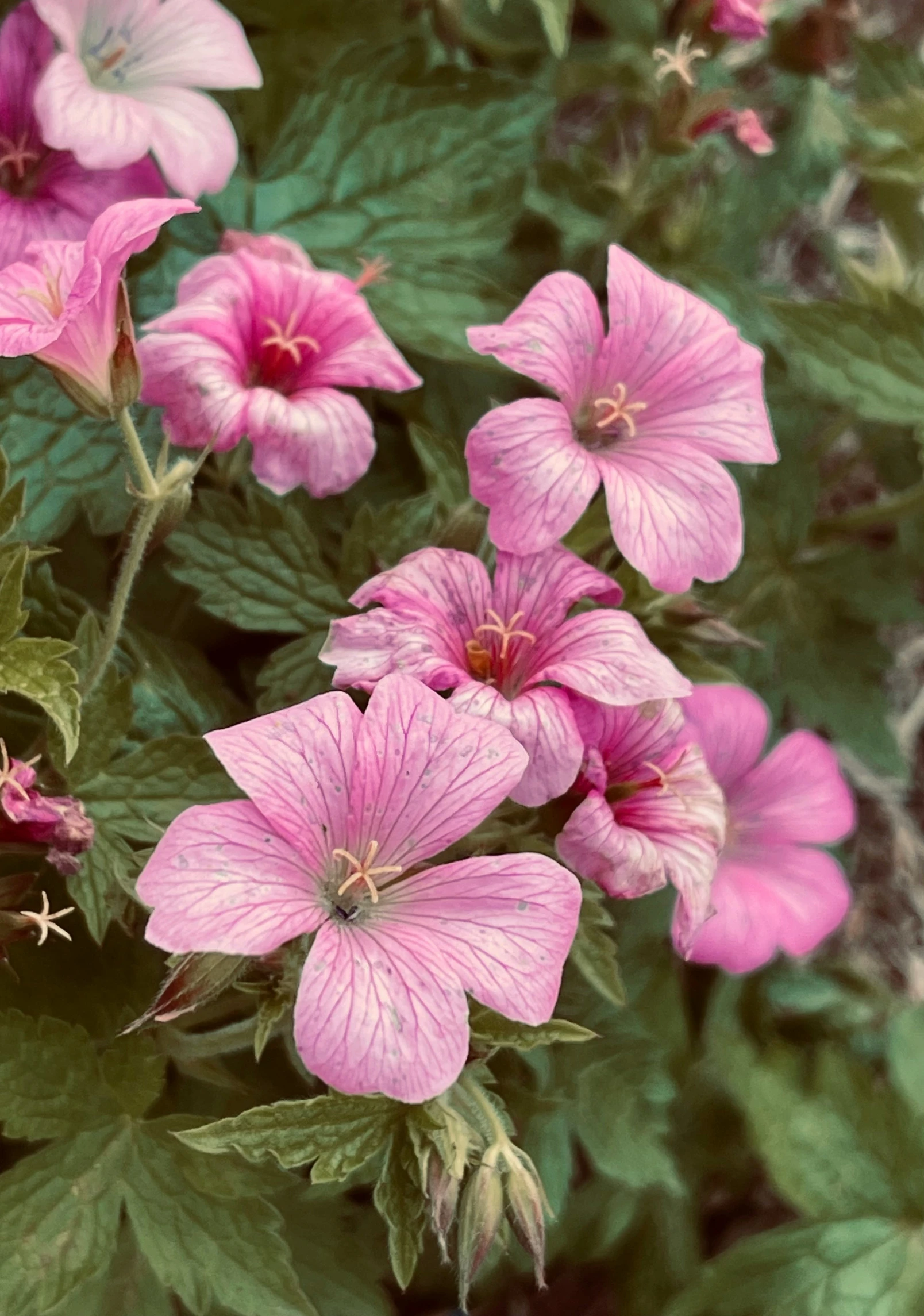 several pink flowers blooming on the leaves