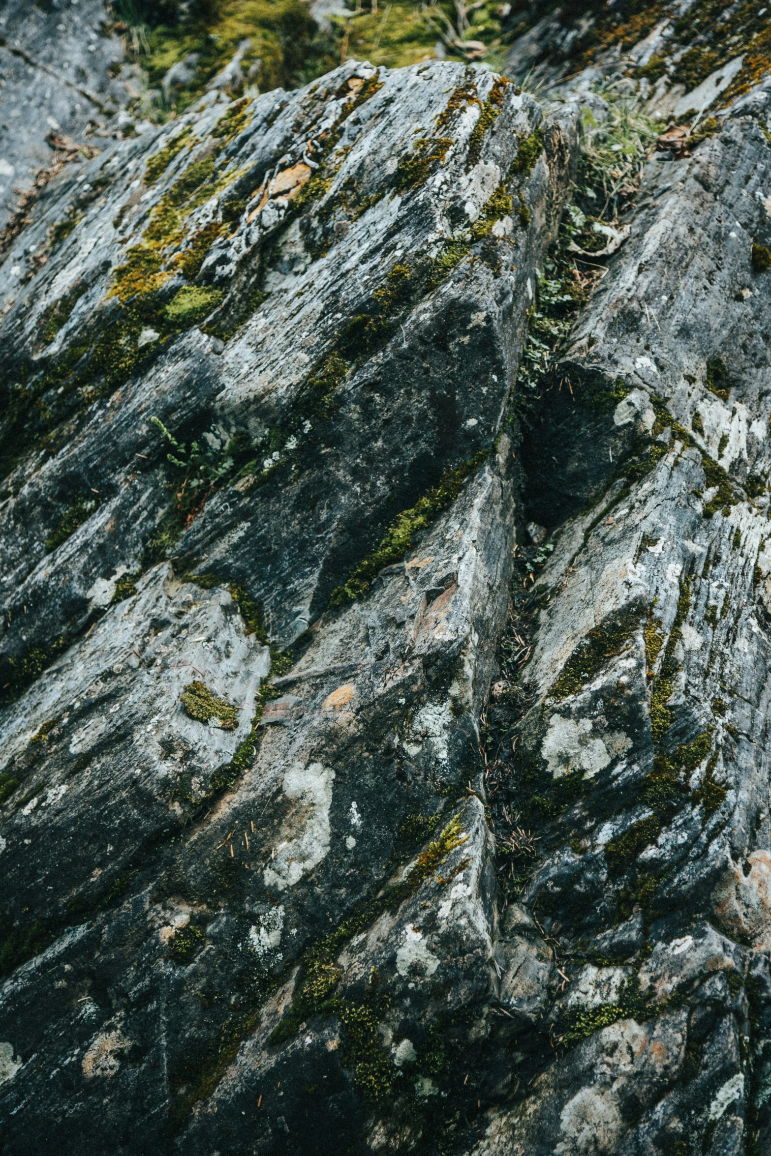 a bird resting in the center of a rocky cliff