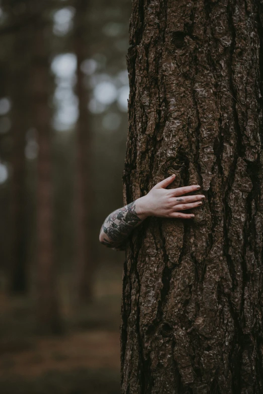 two hands on the side of a tree trunk