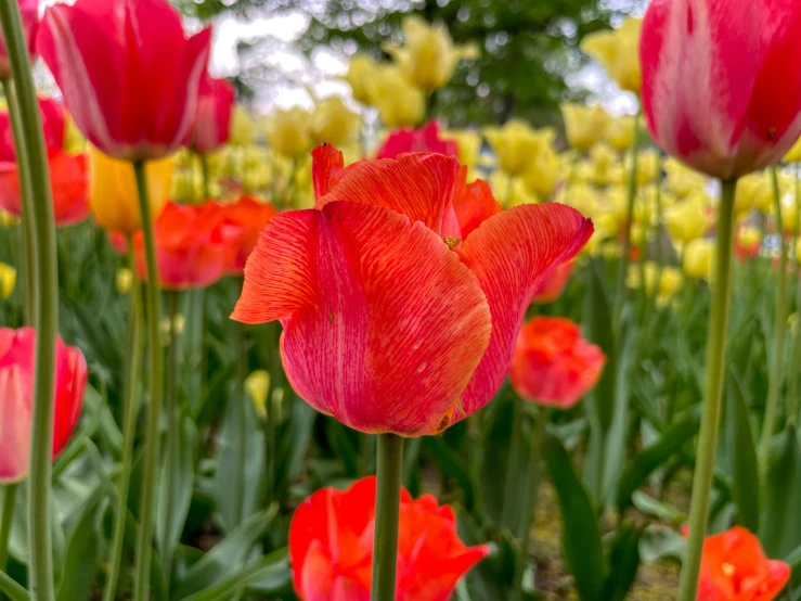 many red flowers in a field of yellow and red