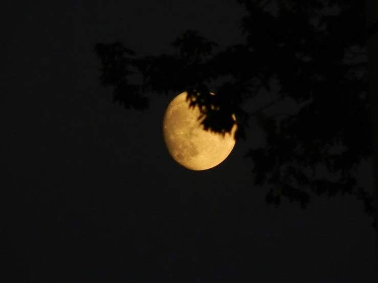 the moon with a dark background is seen through a tree