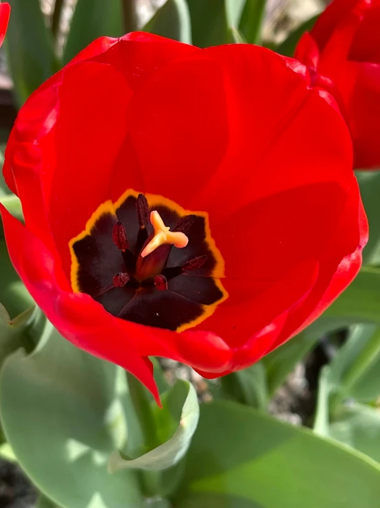 a picture of some red flowers blooming in the sun