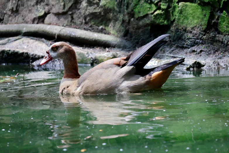 a duck is in the water looking at the camera