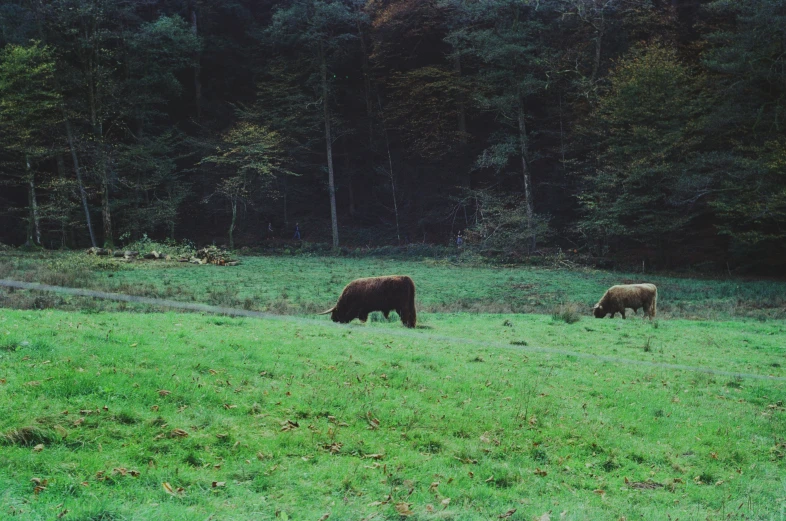 a pair of animals graze in a field