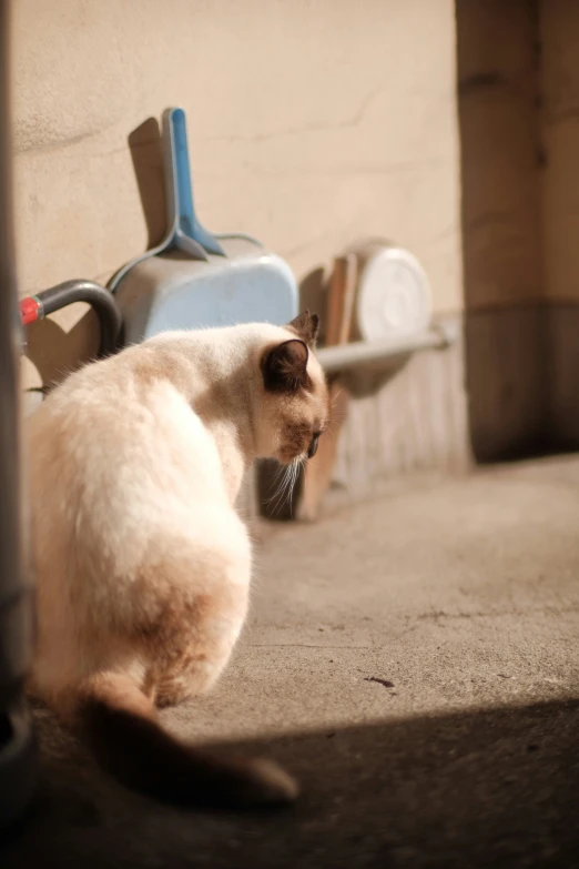 two cats standing in front of two pots on the floor