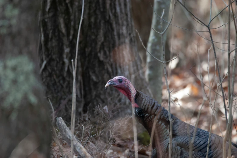 a wild turkey stands in the woods next to a tree