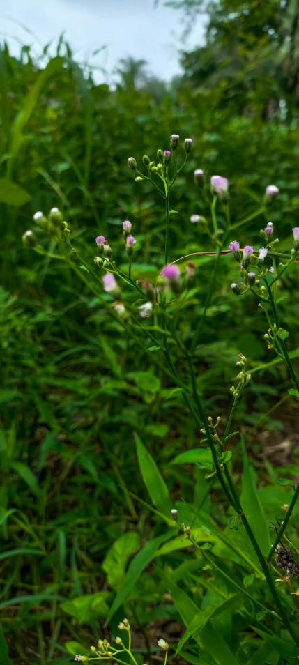 some green plants in a field with purple flowers