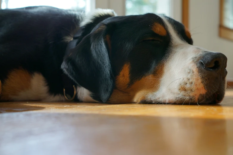 dog resting in living room with eyes closed