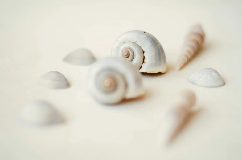 a sea shell surrounded by smaller shells on a white table