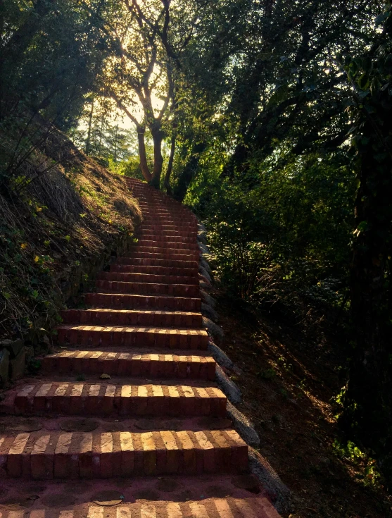 the stair steps lead up into the green trees